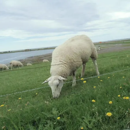 Nyaraló Oland In Haus Halligblick Dagebüll