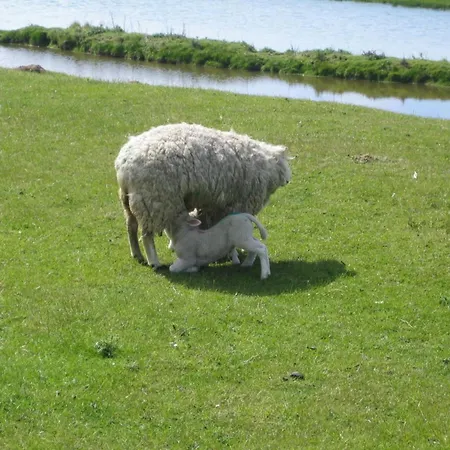Oland In Haus Halligblick *